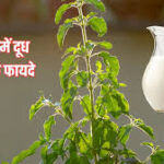 तुलसी में कच्चा दूध डालने से बदल जाएगी किस्मत! जानें किस दिन चढ़ाना होता है सबसे शुभ