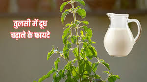 तुलसी में कच्चा दूध डालने से बदल जाएगी किस्मत! जानें किस दिन चढ़ाना होता है सबसे शुभ