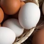 सफेद अंडा या ब्राउन अंडा, कौन है प्रोटीन का पावरहाउस, किसके सेवन से फौलादी बनेगा शरीर