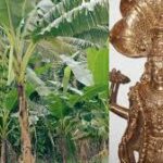 गुरुवार को केले के पेड़ में चढ़ाएं ये एक चीज, खुल जाएंगे बंद किस्मत के ताले