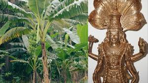 गुरुवार को केले के पेड़ में चढ़ाएं ये एक चीज, खुल जाएंगे बंद किस्मत के ताले