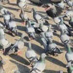 दिल्ली में कबूतरों को दाना खिलाना अब पड़ेगा भारी