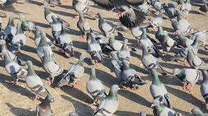 दिल्ली में कबूतरों को दाना खिलाना अब पड़ेगा भारी