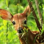 हिरणों की जिंदगी पर संकट, डियर पार्क से टाइगर रिजर्व भेजने के फैसले पर उठे सवाल