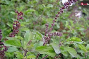 Tulsi Plant: तुलसी का आपकी किस्मत से क्या है कनेक्शन? जानिए कैसे मिलेगी माता लक्ष्मी की कृपा