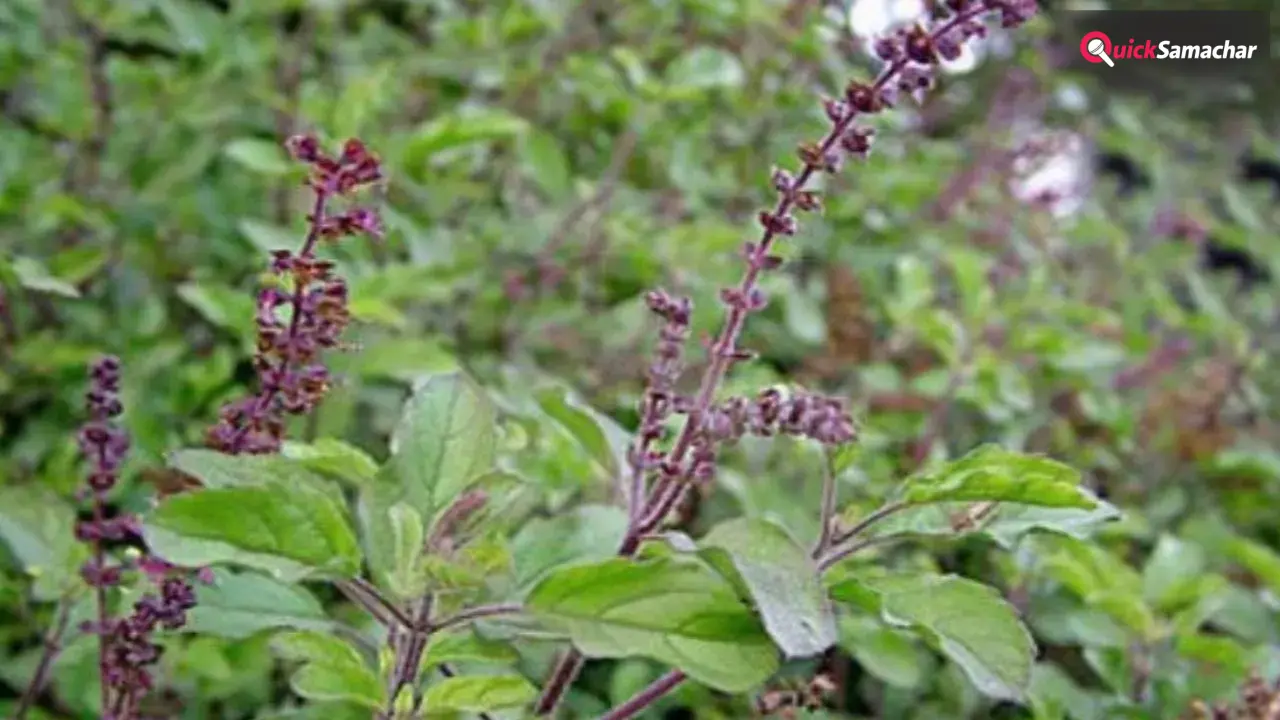 Tulsi Plant: तुलसी का आपकी किस्मत से क्या है कनेक्शन? जानिए कैसे मिलेगी माता लक्ष्मी की कृपा