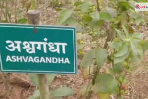 किसी भी फूड प्रोडक्ट में अश्वगंधा की पत्तियों पर रोक,  सिर्फ जड़ का ही होगा इस्तेमाल