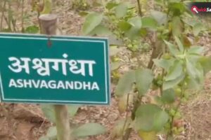 किसी भी फूड प्रोडक्ट में अश्वगंधा की पत्तियों पर रोक,  सिर्फ जड़ का ही होगा इस्तेमाल