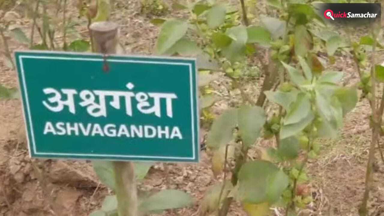 किसी भी फूड प्रोडक्ट में अश्वगंधा की पत्तियों पर रोक, सिर्फ जड़ का ही होगा इस्तेमाल