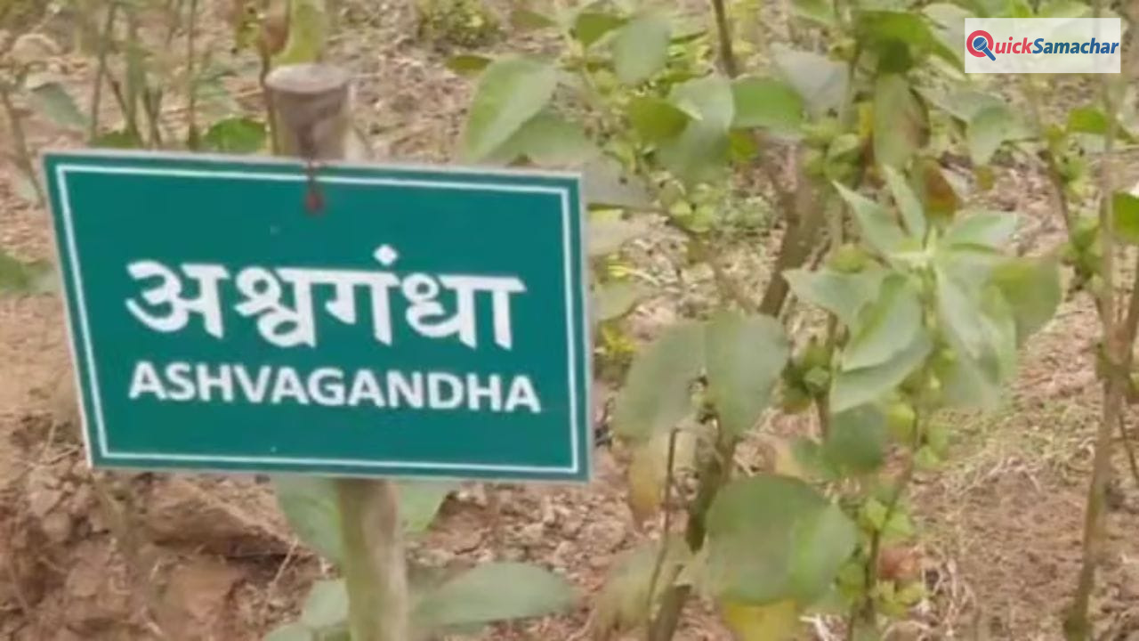 किसी भी फूड प्रोडक्ट में अश्वगंधा की पत्तियों पर रोक, सिर्फ जड़ का ही होगा इस्तेमाल