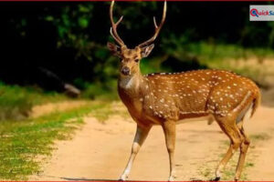 पहले कुत्तों के हमले से बचाया, फिर उसी हिरण को मारकर खा गए, रायगढ़ में पांच अरेस्ट