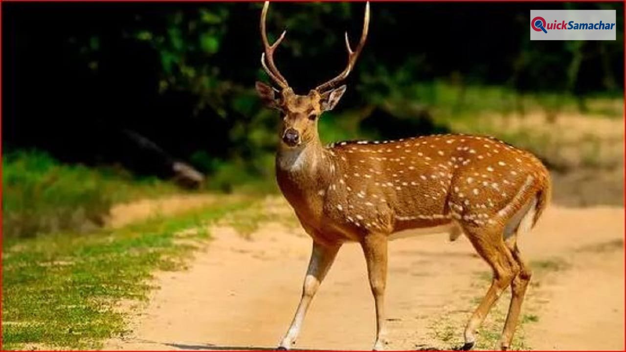 पहले कुत्तों के हमले से बचाया, फिर उसी हिरण को मारकर खा गए, रायगढ़ में पांच अरेस्ट