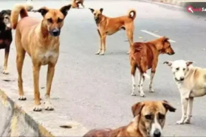 आवारा कुत्तों का आतंक: आगरा में किसान को रातभर नोचते रहे कुत्ते, इलाज के दौरान मौत​