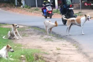 Kanpur Rottweiler Attack: कानपुर में रॉटविलर का तांडव, महिला जिंदगी की जंग लड़ रही​