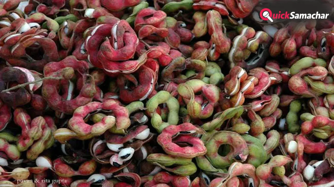 Jungle Jalebi Benefits: स्वाद और सेहत का खजाना है जंगल जलेबी, यहां जानिए इसके फायदे
