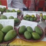 आम महोत्सव में छाया ढाई लाख रुपये किलो का आम, चार दर्जन से अधिक प्रजातियों ने खींचा लोगों का ध्यान​