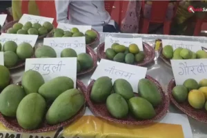 आम महोत्सव में छाया ढाई लाख रुपये किलो का आम, चार दर्जन से अधिक प्रजातियों ने खींचा लोगों का ध्यान​