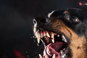 Kanpur Rottweiler Attack: खूंखार रॉटविलर ने महिला को बनाया निशाना, लड़ रही जिंदगी से जंग​