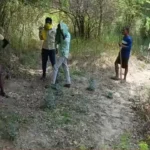 कानपुर में पेड़ पर चढ़े तेंदुए की फोटो निकली फर्जी; ग्रामीणों में थी दहशत, दोषियों के खिलाफ होगी कार्रवाई​