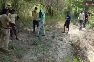 कानपुर में पेड़ पर चढ़े तेंदुए की फोटो निकली फर्जी; ग्रामीणों में थी दहशत, दोषियों के खिलाफ होगी कार्रवाई​
