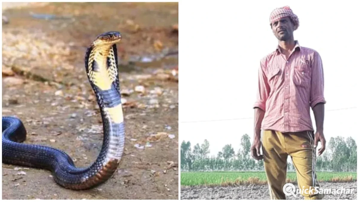 गज़ब! बार-बार काटने आ रही है नागिन इस किसान से हो गई थी एक बड़ी भूल अब तक 7 बार डंसा गज़ब! बार-बार काटने आ रही है नागिन इस किसान से हो गई थी एक बड़ी भूल अब तक 7 बार डंसा