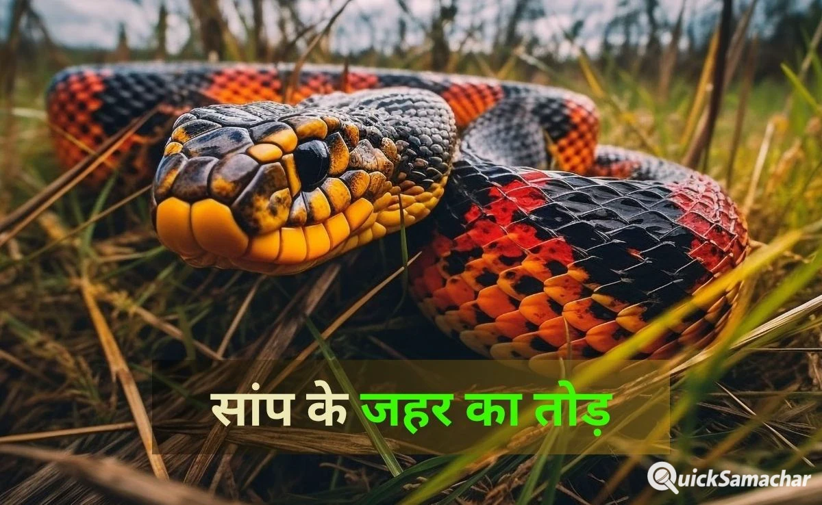 किसी को सांप काट ले तो सबसे पहले करें ये घरेलू उपाय, जानें कैसे बच सकती है जान किसी को सांप काट ले तो सबसे पहले करें ये घरेलू उपाय, जानें कैसे बच सकती है जान