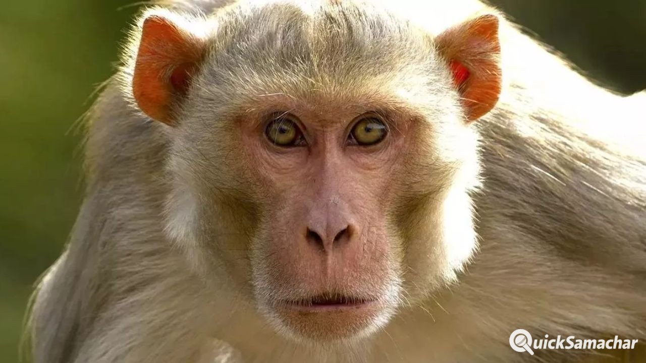 Farrukhabad News: बंदरों के हमले में 60 वर्षीय महिला गंभीर घायल, इलाके में दहशत Farrukhabad News: बंदरों के हमले में 60 वर्षीय महिला गंभीर घायल, इलाके में दहशत