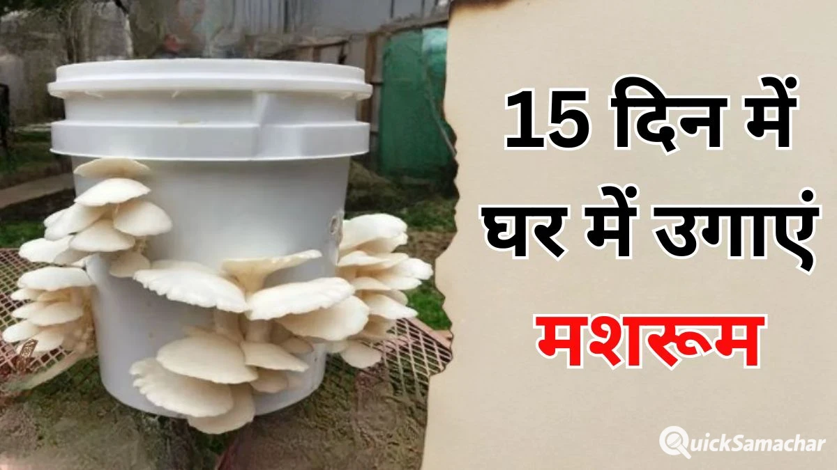 खाने हैं रोज ताजे मशरूम तो 15 दिन में इन 2 चीजों से घर में उगा डालिए कुकुरमुत्ता खाने हैं रोज ताजे मशरूम तो 15 दिन में इन 2 चीजों से घर में उगा डालिए कुकुरमुत्ता