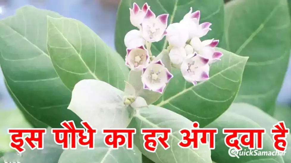 इस पौधे का हर अंग है दवा, ये बाहर निकले पेट को कम तो गठिया 21 दिन में समाप्त कर सकता है, इसका दूध उड़े हुए बालों को उगा देता है इस पौधे का हर अंग है दवा, ये बाहर निकले पेट को कम तो गठिया 21 दिन में समाप्त कर सकता है, इसका दूध उड़े हुए बालों को उगा देता है