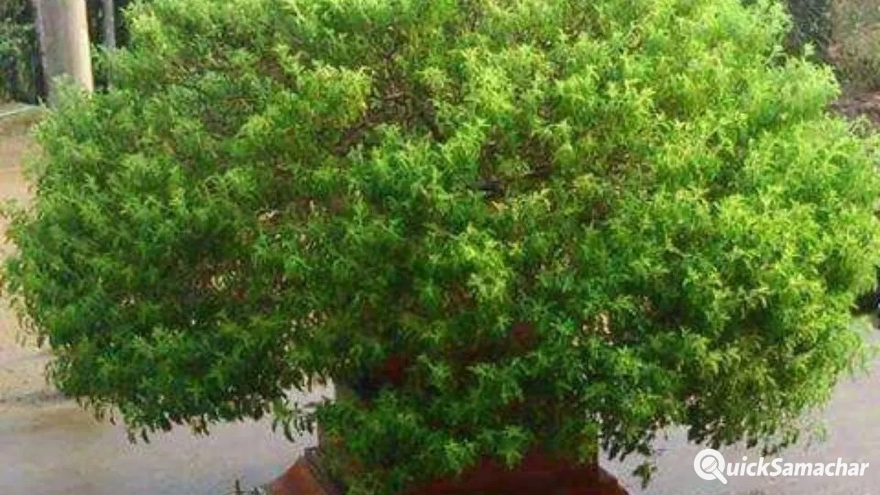 Van Tulsi : वन तुलसी है इन बीमारियों की दुश्मन, औषधीय गुणों से भरपूर इस विशेष तुलसी के फ़ायदे कर देंगे हैरान Van Tulsi : वन तुलसी है इन बीमारियों की दुश्मन, औषधीय गुणों से भरपूर इस विशेष तुलसी के फ़ायदे कर देंगे हैरान