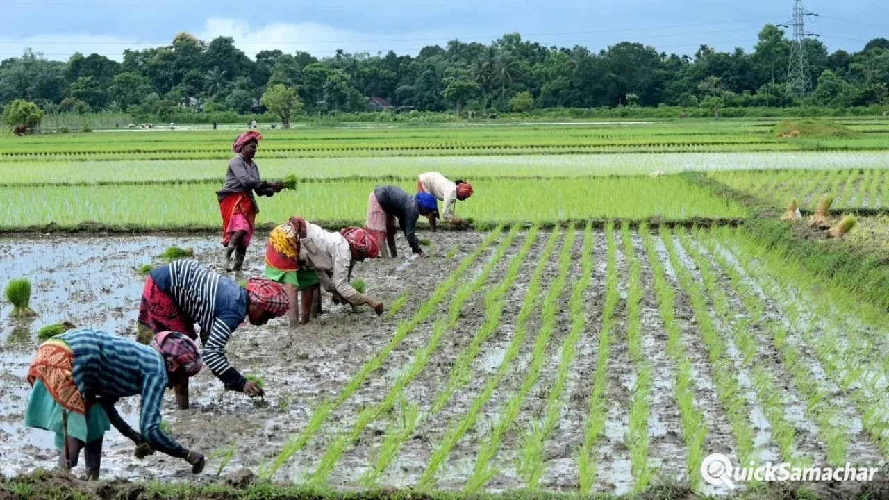 Clone Hybrid Rice: चीन ने बनाया क्लोन हाइब्रिड चावल, दुनिया की खेती बदलने का दावा, किसानों और उपभोक्ता पर असर Clone Hybrid Rice: चीन ने बनाया क्लोन हाइब्रिड चावल, दुनिया की खेती बदलने का दावा, किसानों और उपभोक्ता पर असर
