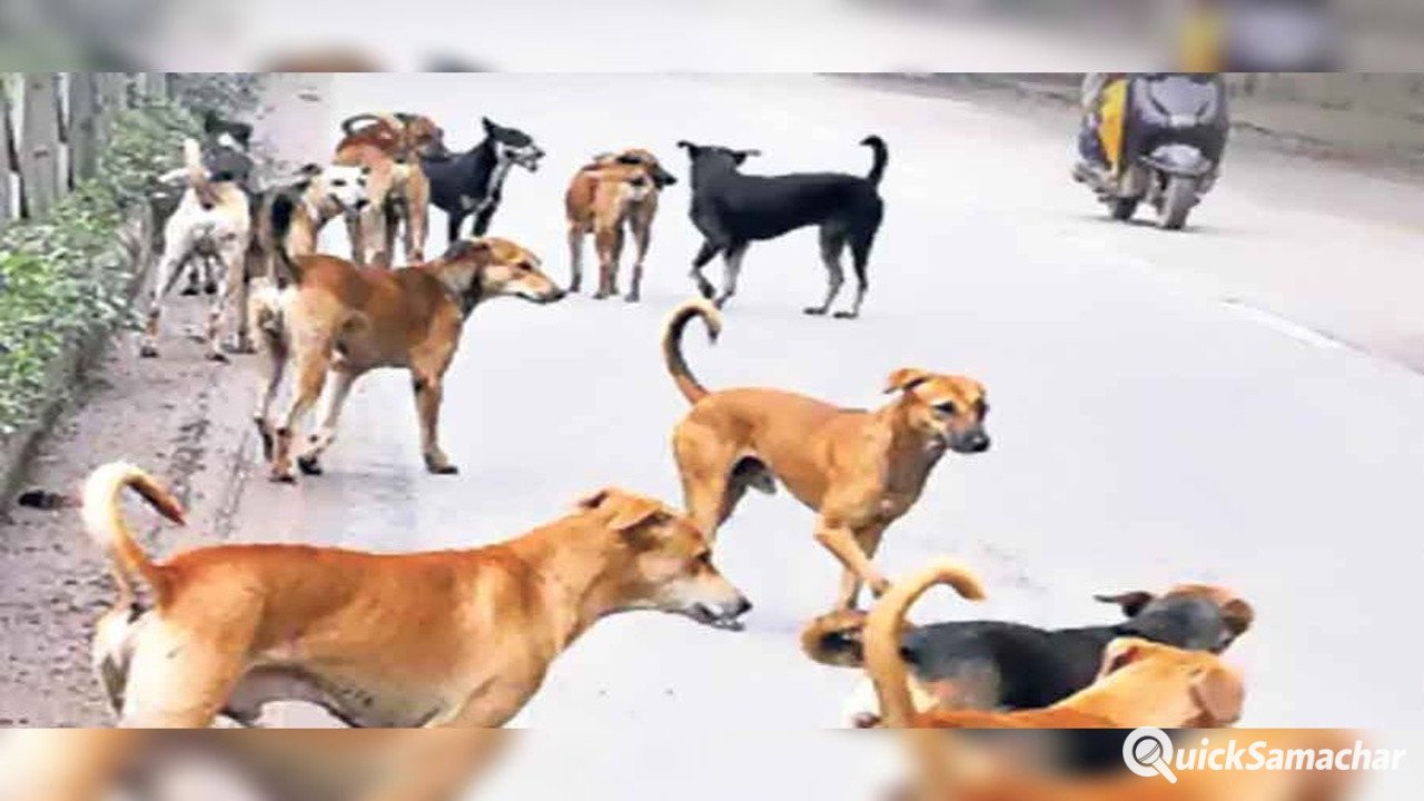 Prayagraj News : प्रयागराज में आवारा कुत्तों का आतंक, एक सप्ताह में दर्जनभर लोगों पर हमला, ग्रामीणों में दहशत Prayagraj News : प्रयागराज में आवारा कुत्तों का आतंक, एक सप्ताह में दर्जनभर लोगों पर हमला, ग्रामीणों में दहशत