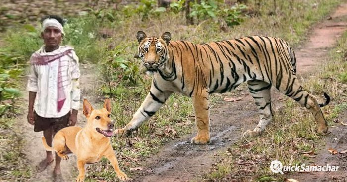 शौच करने निकले युवक पर बाघ ने किया हमला पालतू कुत्ते ने इस तरह से बचाई मालिक की जान शौच करने निकले युवक पर बाघ ने किया हमला पालतू कुत्ते ने इस तरह से बचाई मालिक की जान