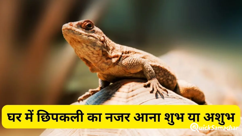 क्या छिपकली का शरीर पर गिरना शुभ या अशुभ माना जाता है जानिए धार्मिक मान्यताएं.. क्या छिपकली का शरीर पर गिरना शुभ या अशुभ माना जाता है जानिए धार्मिक मान्यताएं..