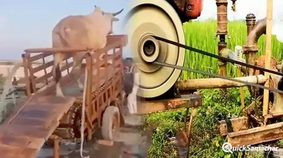 मशीन और गाय का दिलचस्प संगम है ये आविष्कार देखकर आप भी कहेंगे- गांववालों का कोई तोड़ नहीं मशीन और गाय का दिलचस्प संगम है ये आविष्कार देखकर आप भी कहेंगे- गांववालों का कोई तोड़ नहीं