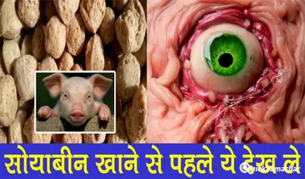 अगर आप भी रोज़ खाते हैं सोयाबीन तो ये बातें ज़रूर जानिए. वरना फायदे की जगह नुकसान उठाएंगे अगर आप भी रोज़ खाते हैं सोयाबीन तो ये बातें ज़रूर जानिए. वरना फायदे की जगह नुकसान उठाएंगे