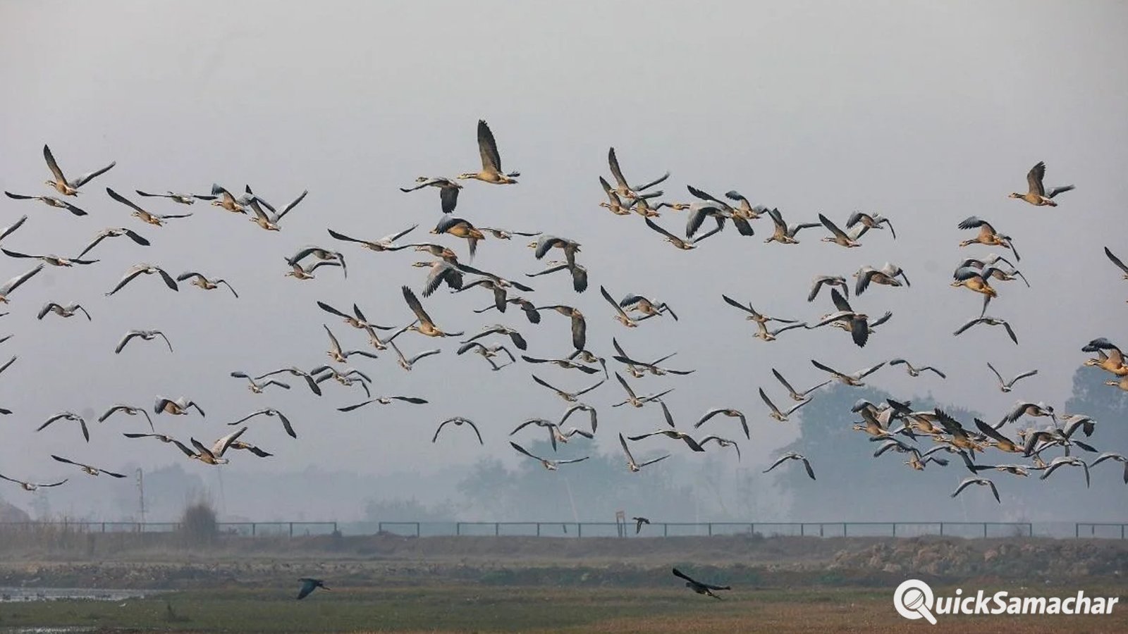 Bareilly News : प्रवासी पक्षियों को मिलेगा नया आशियाना, 10 स्थानों पर विकसित होंगे प्राकृतिक ठिकाने Bareilly News : प्रवासी पक्षियों को मिलेगा नया आशियाना, 10 स्थानों पर विकसित होंगे प्राकृतिक ठिकाने