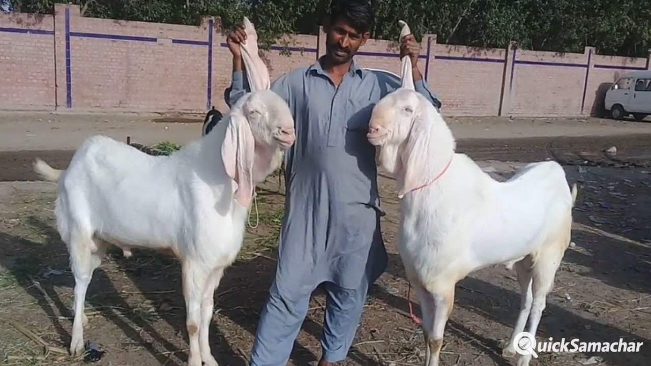 Ajab-Gajab-7