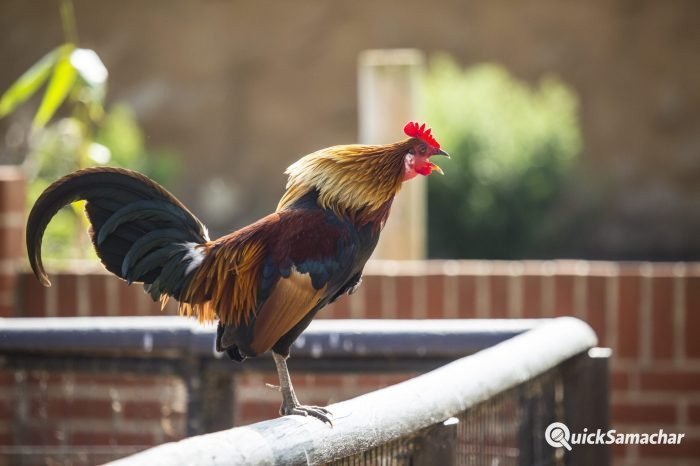Rooster crowing 