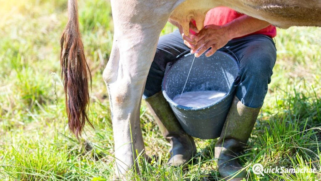 सेंधा नमक के साथ पशुओं को खिलाएं 250 ग्राम ये चीज, नहीं पड़ेंगे बीमार.. दोगुना हो जाएगा दूध!