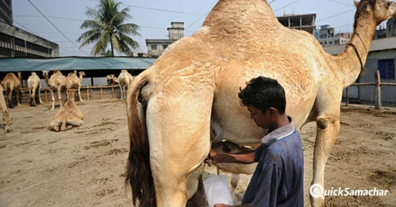 ऊंटनी का दूध इन 20 गंभीर बीमारी को करता है जड़ से खत्म, अगर किसी मंद बुध्दि को इसका दूध पिला दिया जाए तो दिमाग कंप्यूटर से तेज़ हो जाता है