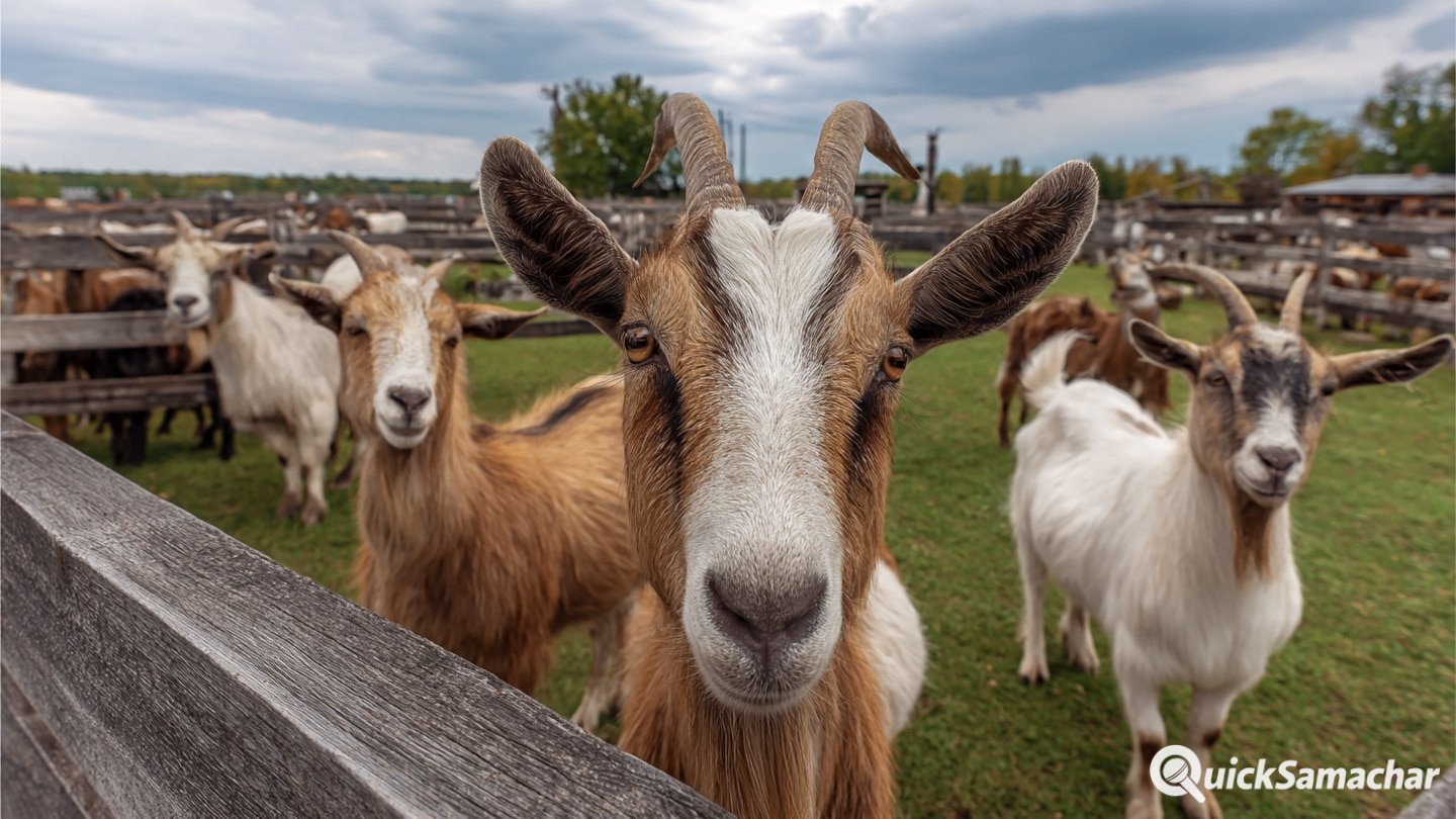 bakra-new-1-4
