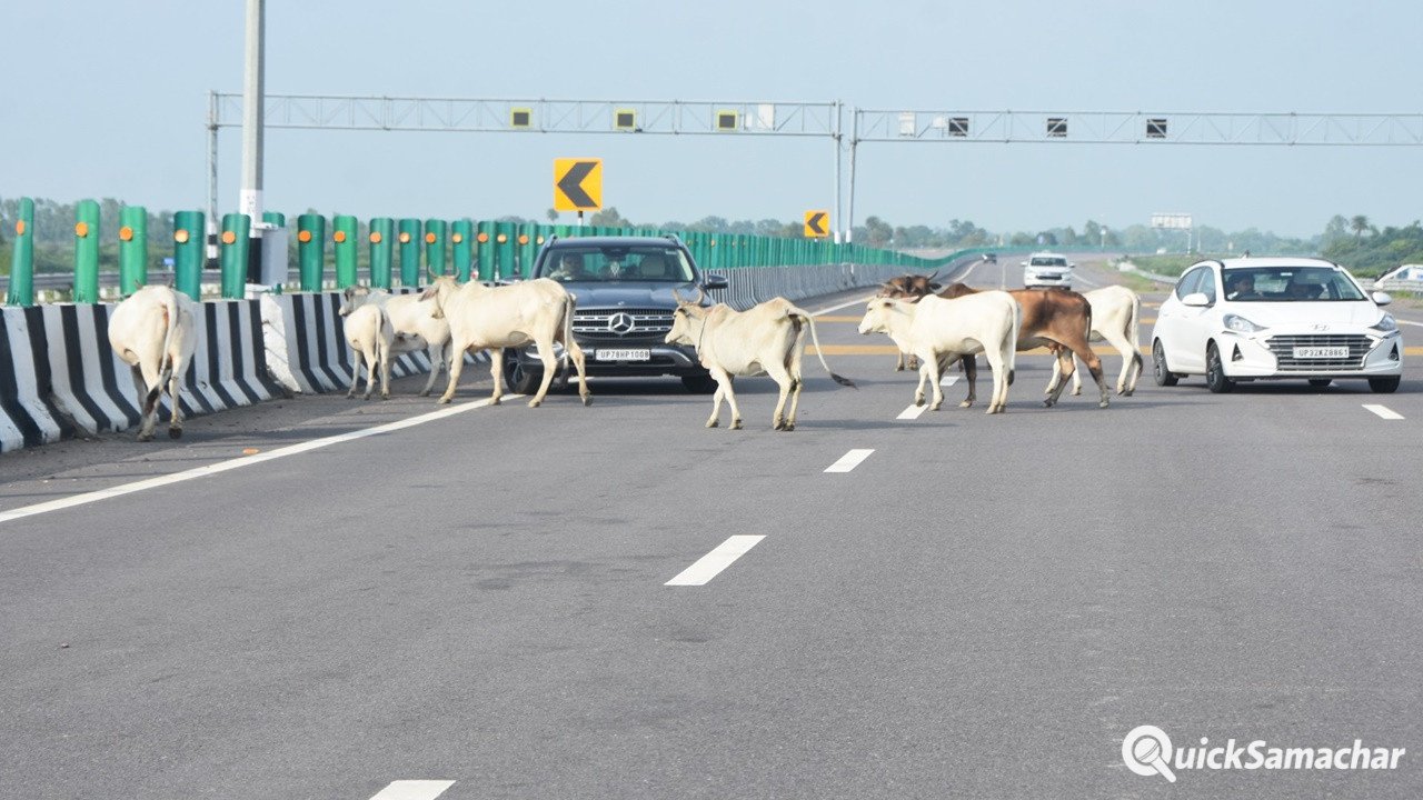 LucknowKanpur Expressway : एक्सप्रेसवे पर बीच सड़क घूम रहा मवेशियों का झुंड, बालबाल बचे वाहन सवार LucknowKanpur Expressway : एक्सप्रेसवे पर बीच सड़क घूम रहा मवेशियों का झुंड, बालबाल बचे वाहन सवार