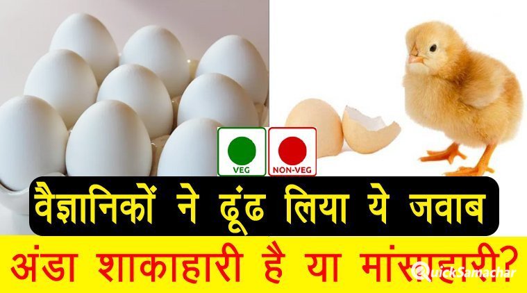 अंडा शाकाहारी है या मांसाहारी, ढूंढ लिया जवाब वैज्ञानिकों ने