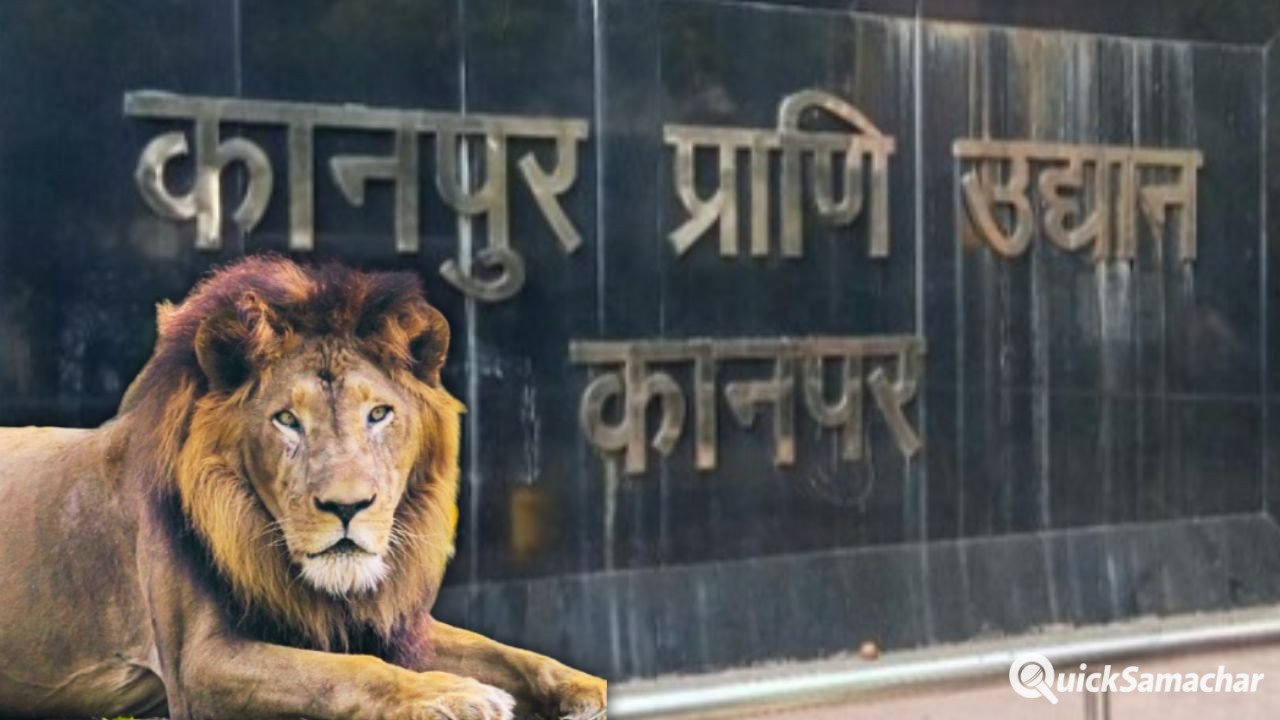World Lion Day: कानपुर के शंकर को मिलेगी शेरनी, क्या बढ़ेगा एशियाटिक शेरों का कुनबा? World Lion Day: कानपुर के शंकर को मिलेगी शेरनी, क्या बढ़ेगा एशियाटिक शेरों का कुनबा?