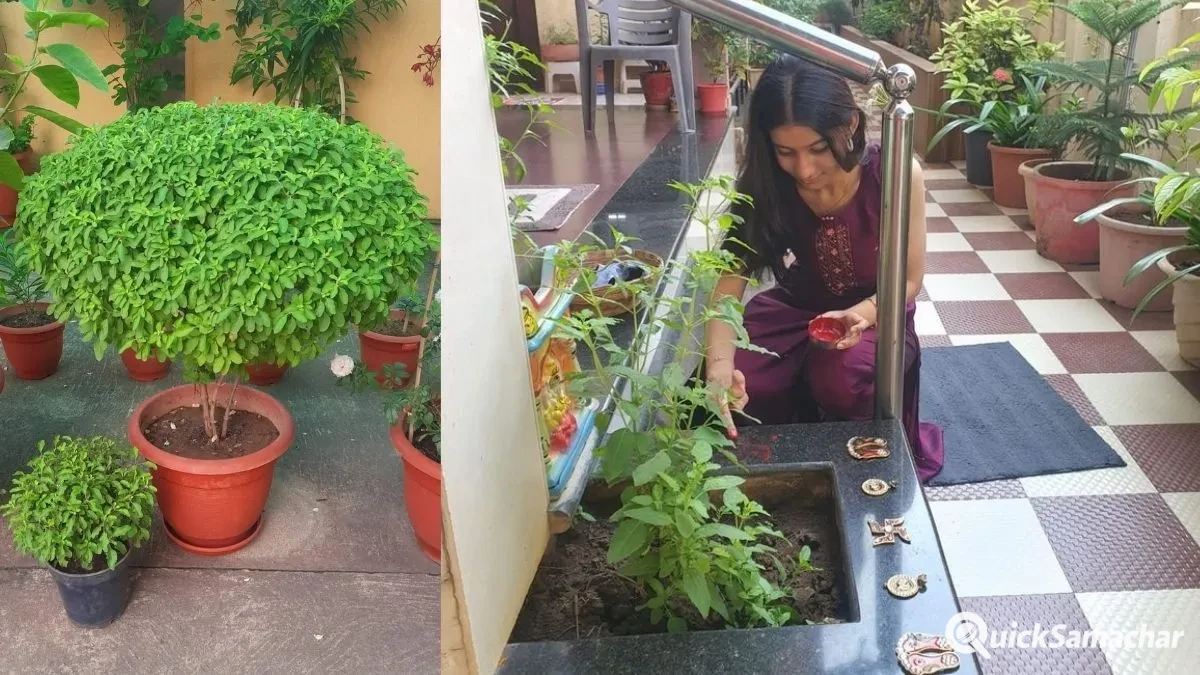 tulsi vastu tips, tulsi vastu upay- India TV Hindi