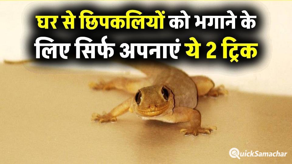 घर में छिपकलियों का आतंक खत्म! सिर्फ ₹2 में अपनाएं ये 2 ट्रिक, असर चौंकाने वाला