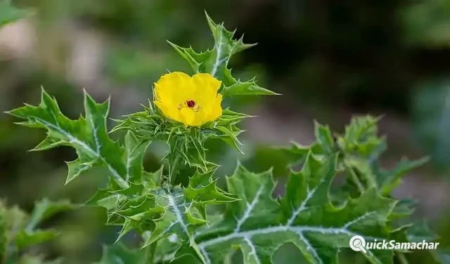 सिर्फ 12 दाने रोज़ खाएं., बुढ़ापे में भी बनी रहेगी शेर जैसी ताकत!!