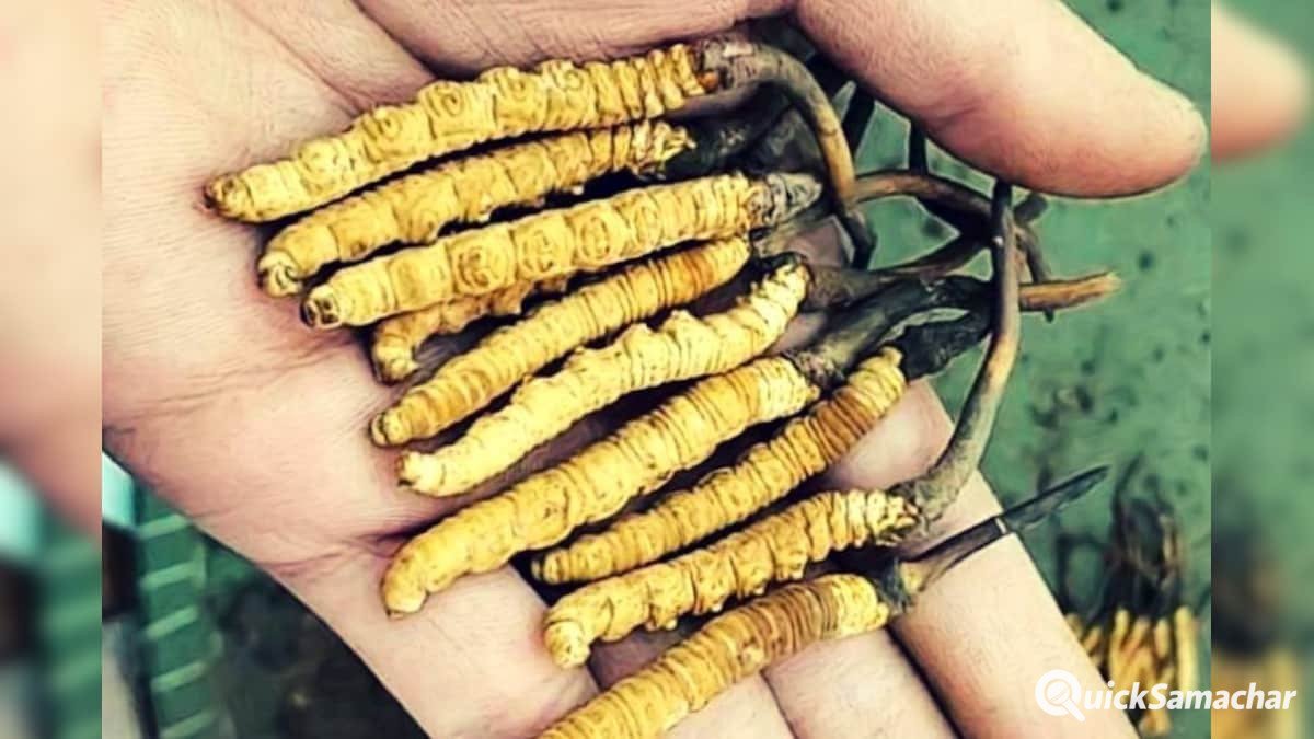Himalayan-Viagra.jpg1