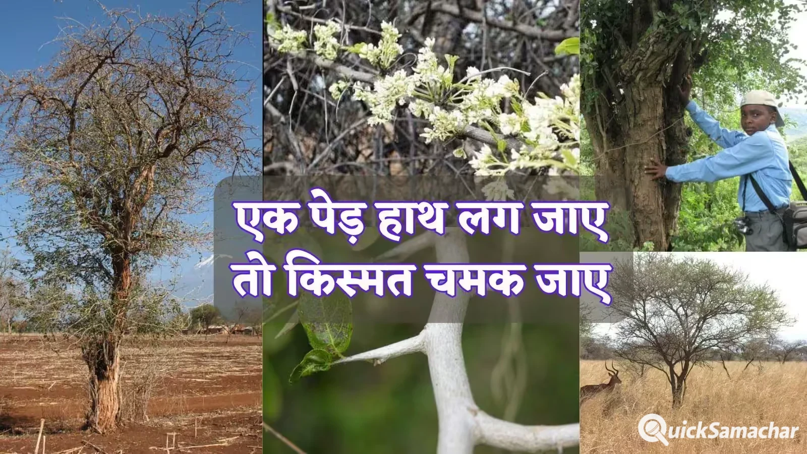 चंदन तो सिर्फ छलावा है, ये है दुनिया की सबसे महंगी लकड़ी, 5-6 किलो में तो आ जाएगी BMW कार